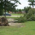 Some trees put down deep roots, but most of the root system is in the top 12 to 14 inches of soil. This tree, with its roots ripped out of the ground, has little chance of recovery. Trees can heal themselves after storm damage in a process called compartmentalization. 