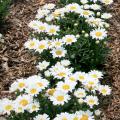 Daisy May is a small Shasta daisy that is a great candidate for the front of perennial borders. Their size also makes them fantastic thriller plants in containers. (Photo by Gary Bachman)
