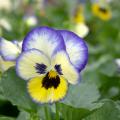 Pansies come in a virtual rainbow of colors, ranging from yellow and purple to blue and white.