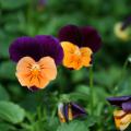 Violas come in gorgeous colors and last from Thanksgiving through Easter. The Sorbet series has a seemingly limitless selection of colors, such as Sorbet Orange Duet, a beautiful orange and purple bicolor.
