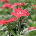 Dianthus Telstar Carmine Rose is an excellent cool-season plant that adds color to landscapes through the fall and winter. The flowers have a fringed margin and a dainty, floral fragrance.
