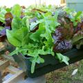 Winter lettuce can be grown in almost any container. This Encore Mix is portable as it is planted in a large, plastic tray. (Photo by Gary Bachman)