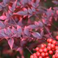 Nandina is a great shrub for providing fall color and berries. The cooler the temperature, the more colorful the plant becomes. Leaves change from bright, glossy green in the summer to a fiery array of reds and burgundies in winter.