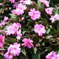 Compact lilac Sunpatiens are great in flowering combination containers. These outstanding, tight-branching plants require little pruning.