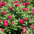 The exciting double-flower Double Cherry Zahara zinnias have deep magenta blooms with a center that lightens as the flowers mature.