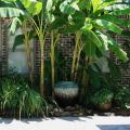 Japanese fiber bananas planted around a large urn fountain and combined with Louisiana iris add a tropical flair to this outdoor patio. (Photo by MSU Extension Service/Gary Bachman)