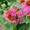 Fasciation is a mutation in plants that causes strange growth and development. This fasciated flower of Pow Wow Wild Berry coneflower displays contorted growth, while the flower on the right is normal. (Photo by Gary Bachman)