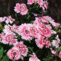 The Telstar dianthus' flowers have a fringed margin and are available in single, double and semi-double petal arrangements.