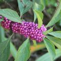 American beautyberry is a Mississippi-native shrub that lives up to its name by putting on a show of bright purple berries in the fall. (Photo by Gary Bachman)