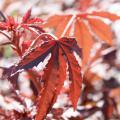 Mahogany Splendor hibiscus can be confused with purple Japanese maple, as both have dramatic, purple-burgundy leaves with coarse, deeply serrated edges. (Photo by Gary Bachman)