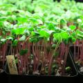 Grow microgreens, such as these Hong Vit radishes, to enjoy winter gardening and keep fresh greens on the table.