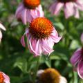 Purple coneflowers, such as this Bright Star, are native perennials that can really make a statement in gardens. (Photo by Gary Bachman)