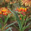 The orange and red flowers of 2012 Mississippi Medallion-winner butterfly weed make it a colorful addition to the landscape.