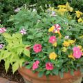 Nearly any plant can be included in a container planting, such as this colorful combination of petunia, pansy and sweet potato vine.
