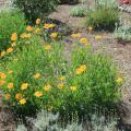 Coreopsis grandiflora is a good choice for hot and dry planting locations, but provide consistent soil moisture to enjoy the best flowering performance. (Photo by MSU Extension Service/Gary Bachman)