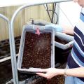 A simple worm bin made from a 12-quart plastic tote will soon produce valuable vermicompost. (Photo by MSU Extension Service/Gary Bachman)