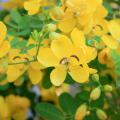 Each spike-like cluster of winter cassia's golden yellow flowers has up to 12 individual blossoms. Flowers have five petals, and the curved shapes of the stamens and pistils add landscape interest. (Photo by MSU Extension Service/Gary Bachman)