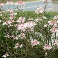Native azaleas are easier to grow than many gardeners realize. Their blooms are colorful but small, so they are often overlooked. (Photo by MSU Extension Service/Gary Bachman)