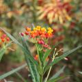 Butterfly weed is a common sight beside Mississippi roadways and a surefire butterfly magnet. This low-maintenance plant was a Mississippi Medallion Native Plant winner in 2012. (Photo by MSU Extension Service/Gary Bachman)