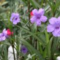 The bluish-purple, trumpet-shaped flowers of the Ruellia, or Mexican petunia, resemble azaleas when massed together. (Photo by MSU Extension Service/Gary Bachman)