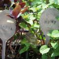 Flattened metal spoons can be customized with letter punches and placed in the garden to identify herbs. (Photo by MSU Extension Service/Gary Bachman)