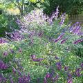 Mexican Bush Sage is a salvia that can grow into a large, 5- to 6-foot mound of violet-blue, wooly flowers. (Photo by MSU Extension Service/Gary Bachman)