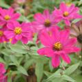 Zahara Cherry is a beautiful summer-blooming zinnia that gets a second wind in the fall and produces a new round of colorful blooms when given the chance. (Photo by MSU Extension Service/Gary Bachman)