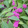 The American beautyberry is a native plant with three seasons of interest. Small flowers appear with the leaves in the spring, summer foliage is a rich green, and fall brings clusters of berries. (Photo by MSU Extension Service/Gary Bachman)