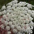 From roadsides and ditches to the landscape, Queen Anne's Lace has delicate lace-like flower heads with a thousand or more tiny individual flowers that can produce many thousands of seeds. (Photo by MSU Extension Service/Gary Bachman)