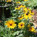 The upright stems of Rudbeckia Indian Summer are sturdy enough to display huge flowers that can be up to a whopping 9 inches across. (Photo by MSU Extension Service/Gary Bachman)