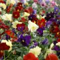 re unusual in pansies. (Photo by MSU Extension Service/Gary Bachman)