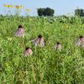 These coneflowers blooming alongside the road between Nebraska and South Dakota are similar to those growing in Mississippi. (Photo by MSU Extension Service/Gary Bachman)