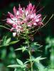 Cleome can be planted from young transplants or direct seeded in warm spring soil.