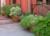 Growing herbs in containers is an easy way to provide the drainage they need. It also makes them portable and accessible to the kitchen. (Photo by Lelia Kelly/Mississippi State University horticulturist)