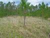 Cogongrass is not native to Mississippi, but the Asian import is spreading rapidly through the state, choking out native vegetation and causing problems for livestock and wildlife. (Photo by MSU Ag Communications/Bob Ratliff)