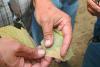 A plant pathologist holds evidence of Asian soybean rust on kudzu leaves found in Wilkinson County. (Photo by Bob Ratliff)