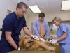 Ryan Detwiler, left, a veterinary technologist at Mississippi State University's College of Veterinary Medicine, calms a patient while veterinary medical student Trey Chapman and veterinary technologist Leslie Reed administer a treatment. (Photo by Tom Thompson)