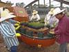 Workers at Rocky Creek Nursery in Lucedale use a machine to fill pots. The technology prevents them from having to stoop down or lift heavy pots and plant materials. (Photo by MSU's Coastal Research and Extension Center/Scott Langlois)