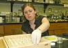 Canadian wildlife biologist Jayme Sones reaches for a specimen in the insect collection at Mississippi State University's entomological museum. Sones is part of a worldwide research effort to catalog DNA of all living species for easier identification. (Photo by Patti Drapala)