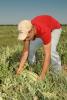 Dean Schmidt , 15, uses a special tool to cut watermelons at his family's farm near Okolona.