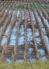 Excessive fall rains have saturated 91 percent of the state's soil, leaving many crops stranded and wasting in fields too wet for harvest equipment to enter. Water stands between most rows of this soybean field in western Lowndes County. (Photo by Scott Corey)