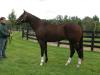 Big Train A' Comin, a 3-year-old bay thoroughbred, is available to horse owners wanting to breed their mares to Mississippi State University's new, top-pedigree stallion. (Photo compliments of MSU Ag Communications)