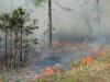 Ten Southern states have passed laws to define prescribed fire burning as a legal activity with ecological and social benefits that does not constitute a public or private nuisance. (Photo by MSU Department of Wildlife, Fisheries and Aquaculture/Wes Burger)