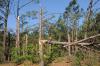 The April 27 tornadoes caused extensive damage to forestland in several Mississippi counties, resulting in an estimated $8.4 million in timber losses (Photo by Scott Corey)