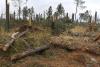 The tornadoes that tore through the state this past spring damaged about 74,000 acres of forestland in 22 counties, racking up timber losses of more than $30 million. (Photo by MSU Ag Communications/Scott Corey)