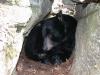 The Missouri Black Bear Project, which will be completed in 2012, is expected to provide valuable information on estimating populations in Mississippi. (Photo submitted by Missouri Department of Conservation)