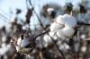 The majority of Mississippi's farms are family-owned, but most of their products are basic commodities that require processing before consumption. (Photo by Kat Lawrence)