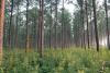 Forestry is Mississippi's second-largest agricultural commodity, with a preliminary year-end harvest value estimated at $1.04 billion. (Photo by Ray Iglay)