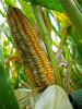 The fungus aflatoxin can destroy an entire corn crop. Mississippi State University plant pathologist Gabe Sciumbato and U.S. Department of Agriculture's Agricultural Research Service plant pathologists Hamed Abbas and Mark Weaver developed an in-field approach to reduce levels of this fungus in corn. (Photo by USDA-ARS/Mark Weaver)