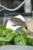 Boreal toads are an endangered species native to the Colorado Rockies. Diane is one of 52 being cared for in a laboratory at Mississippi State University. (Photo by MSU Ag Communications/Kat Lawrence)